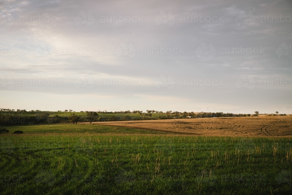 Sunset on a cereal crop in the Avon Valley in Western Australia - Australian Stock Image