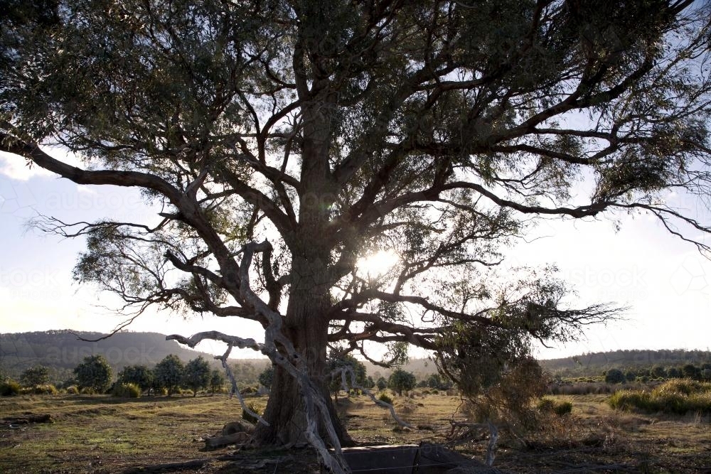 Sunset on a farm through a tree - Australian Stock Image