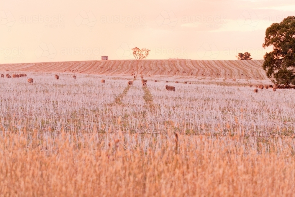 sunset on sheep grazing in a stubble paddock in summer - Australian Stock Image