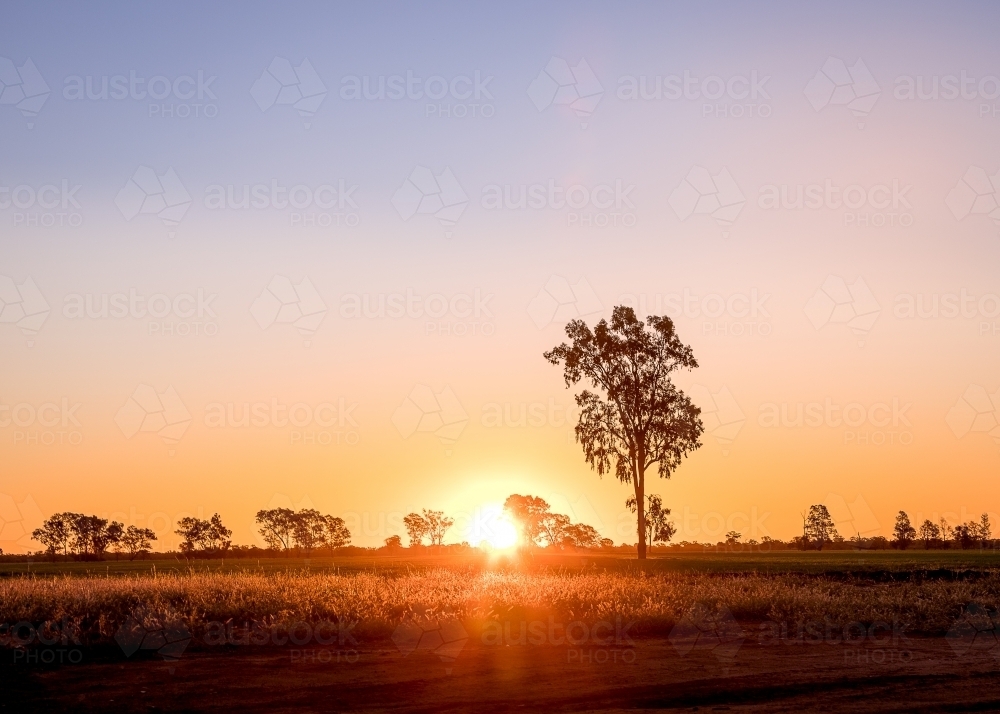 Sunset on the horizon in rural paddock - Australian Stock Image
