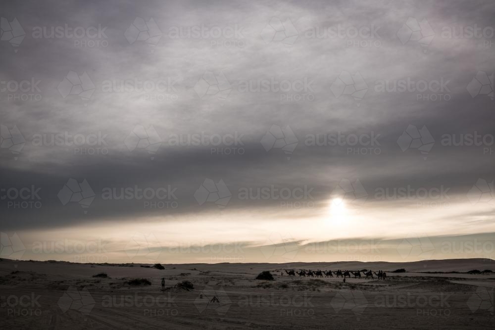 Sunset over Camels walking on beach near Port Stephens - Australian Stock Image
