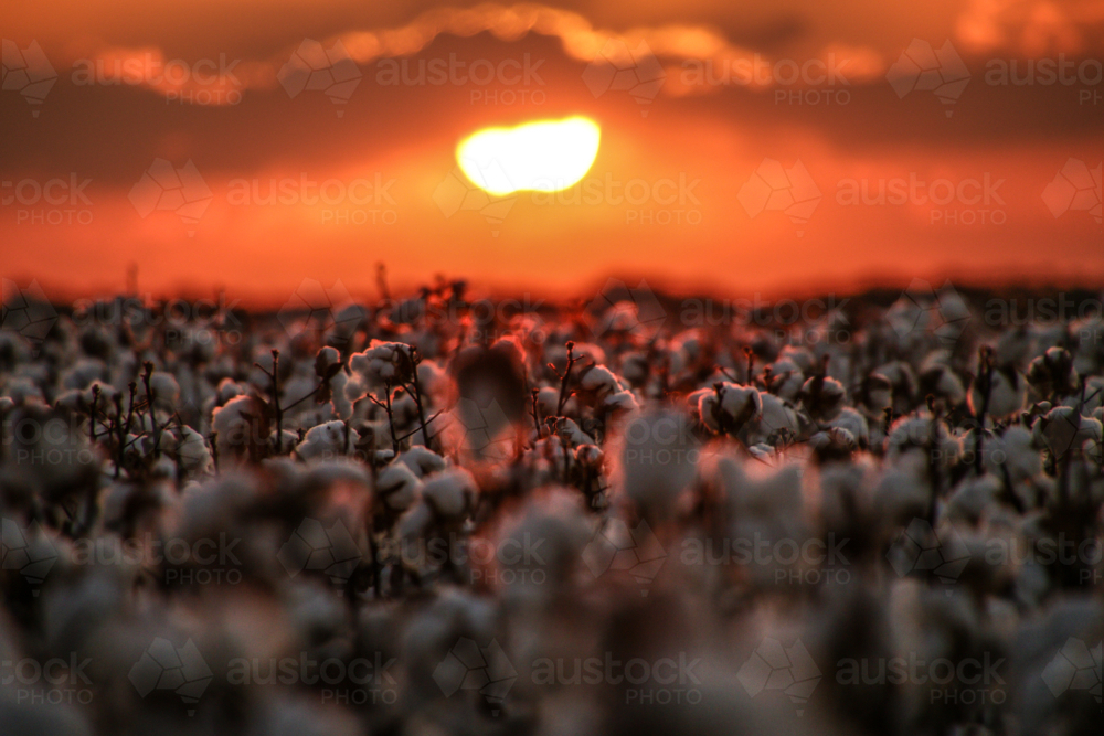 Sunset over cotton crop - Australian Stock Image