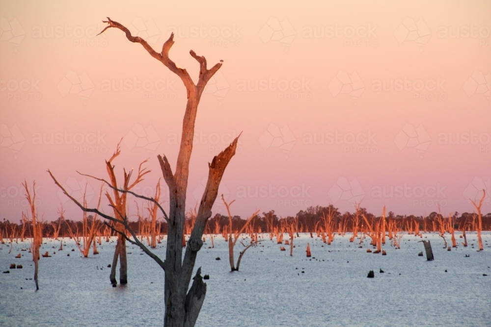 Sunset over dead trees on lake mulwala - Australian Stock Image