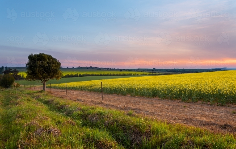 Sunset over fields of wheat and flowering canola farming fields in Central West NSW Australia - Australian Stock Image