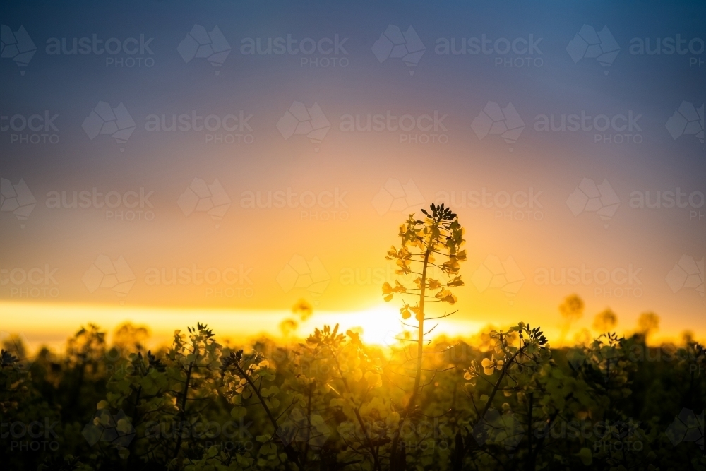 Sunset over flowering canola crop - Australian Stock Image