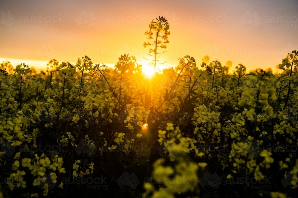 Sunset over flowering canola crop - Australian Stock Image
