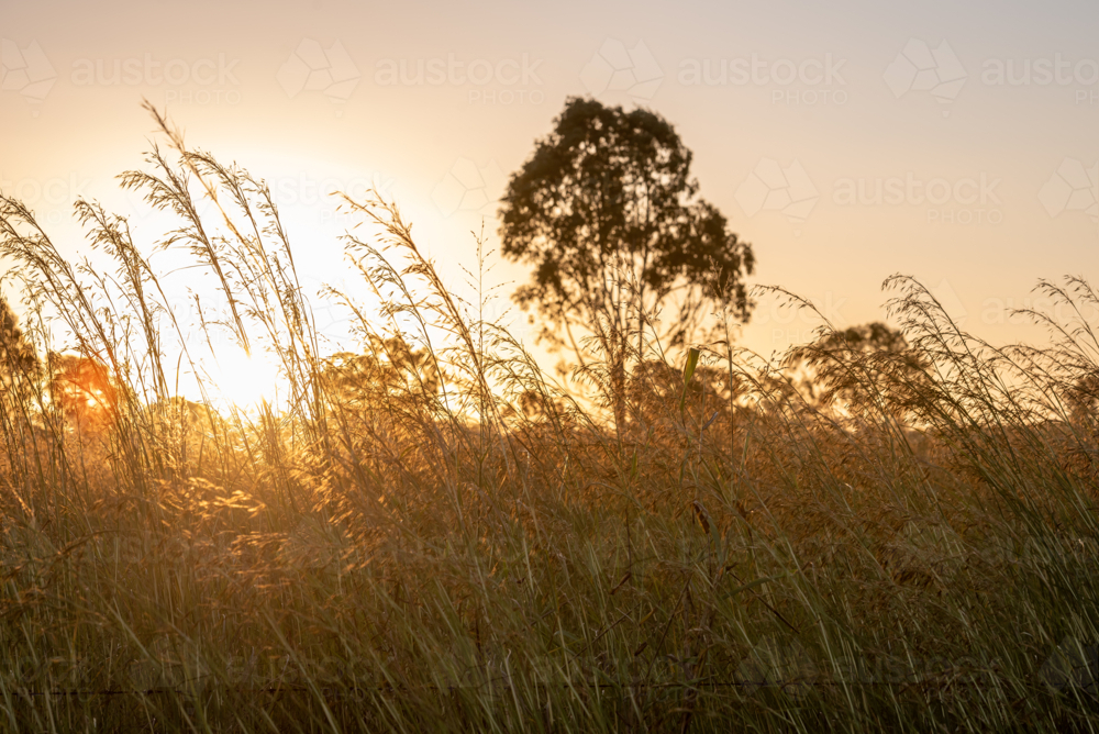 Sunset over tall grass in a rural field - Australian Stock Image