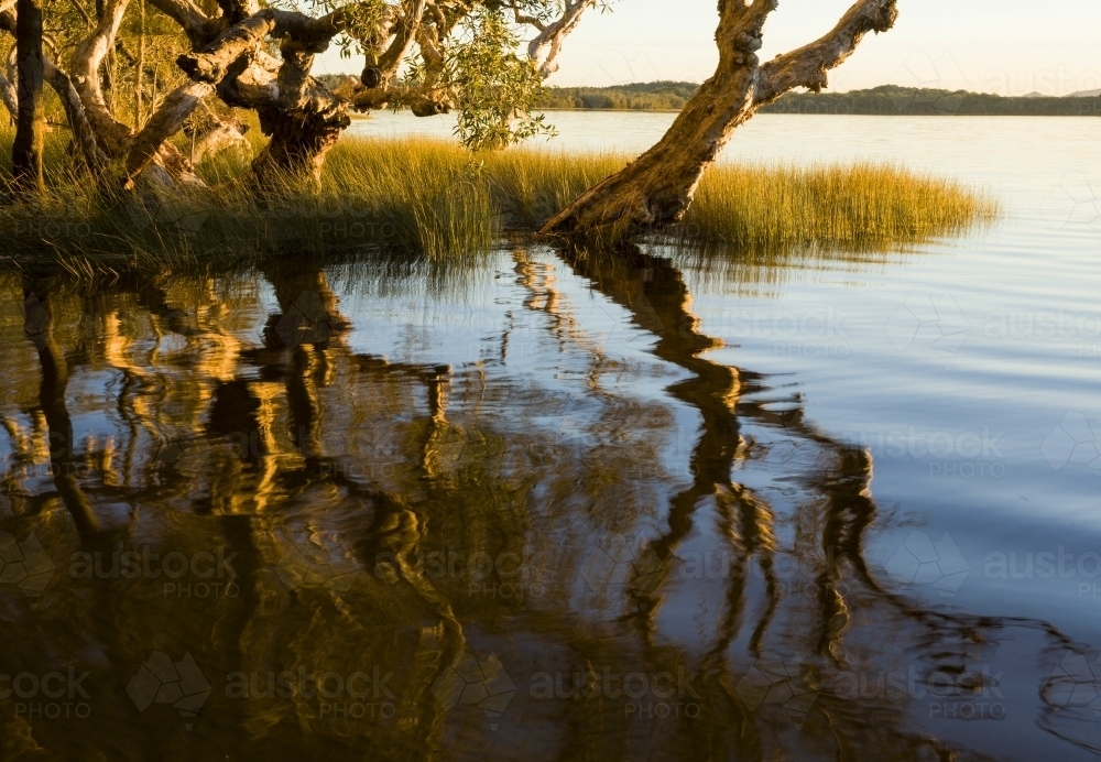 Sunset reflection on paperbarks, Myall Lakes National Park - Australian Stock Image