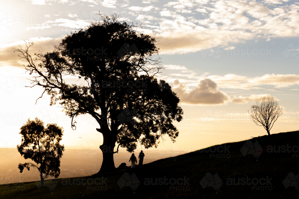 Sunset Silhouettes on Hill Overlooking Adelaide from Mount Osmond, South Australia - Australian Stock Image