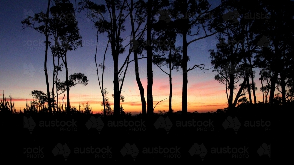 Sunset through the forest - Australian Stock Image