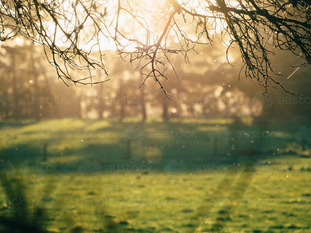 Sunset through the trees - Australian Stock Image