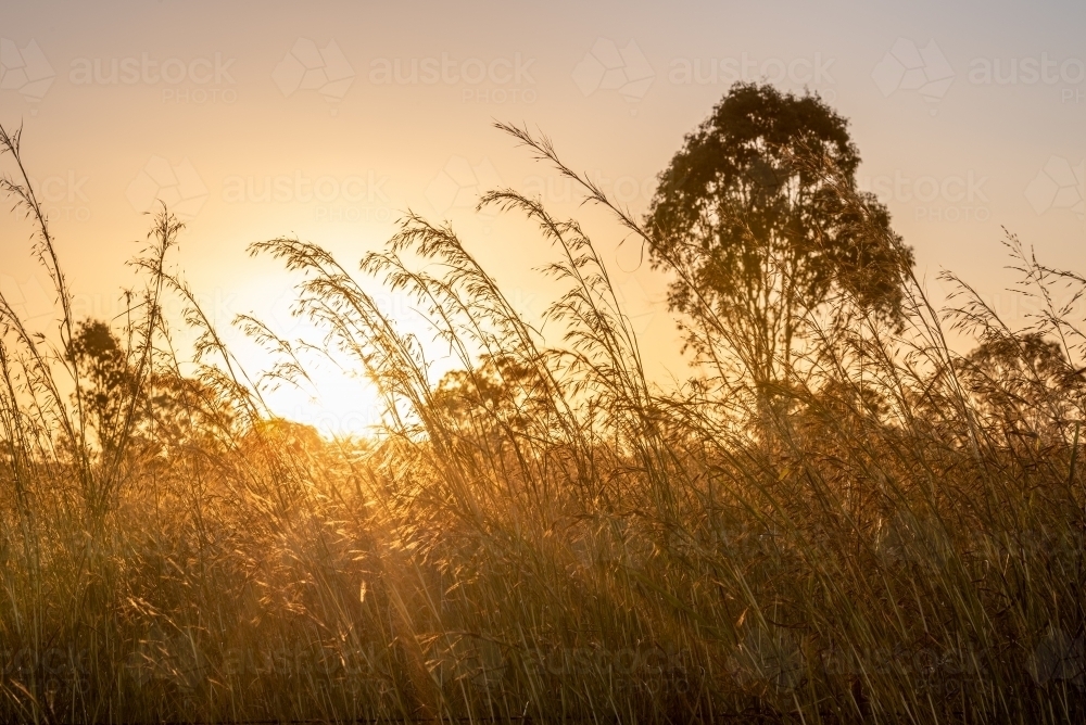 Sunset View with tall grass - Australian Stock Image