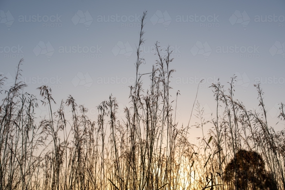Sunset View with tall grass - Australian Stock Image