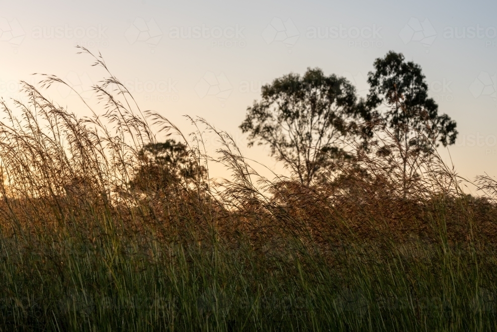 Sunset View with tall grass - Australian Stock Image
