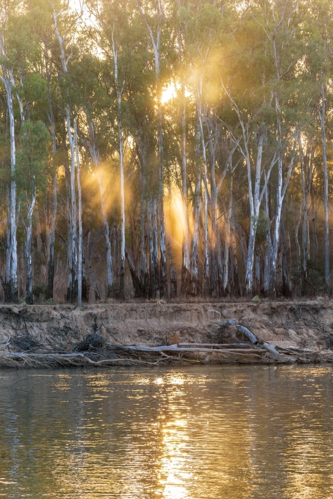 Sunshine beaming through gum trees on the banks of a river - Australian Stock Image