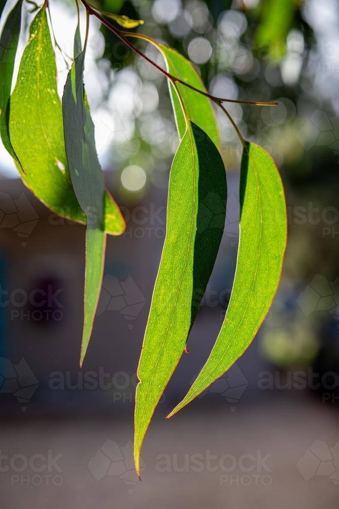 sunshine on eucalyptus leaves - Australian Stock Image