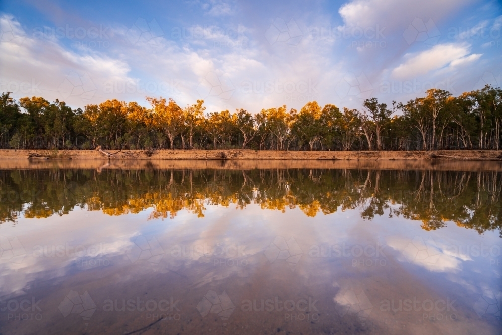 Sunshine on gum trees on a river bank reflected in the Murray River. - Australian Stock Image