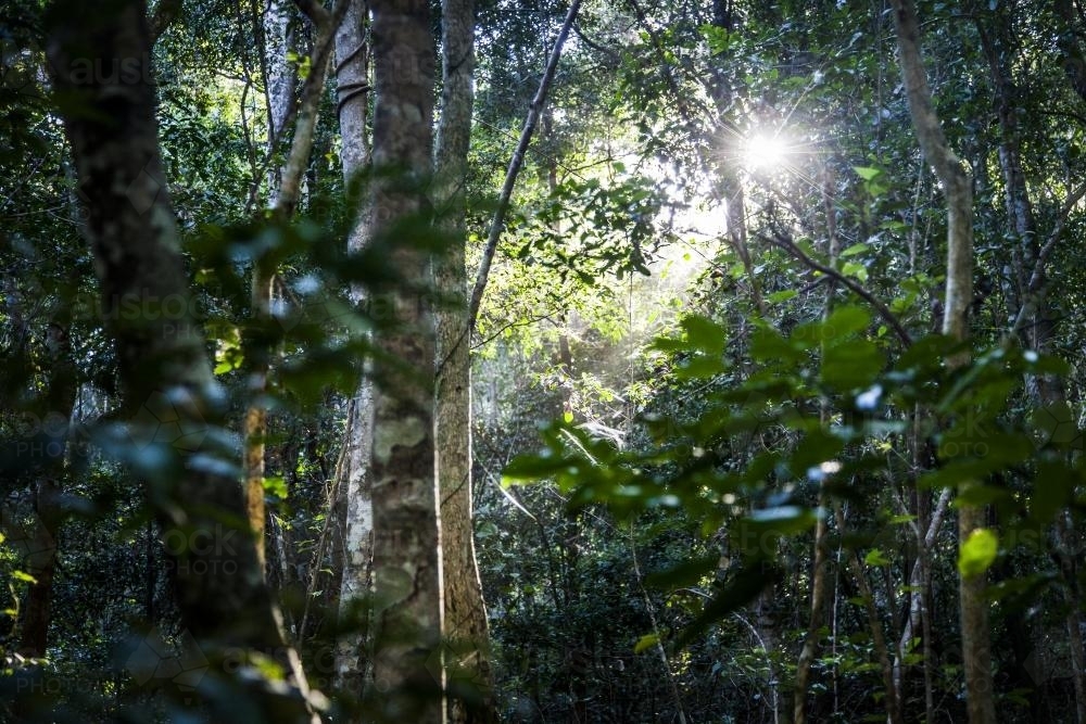 sunshine through dense forest vegetation - Australian Stock Image