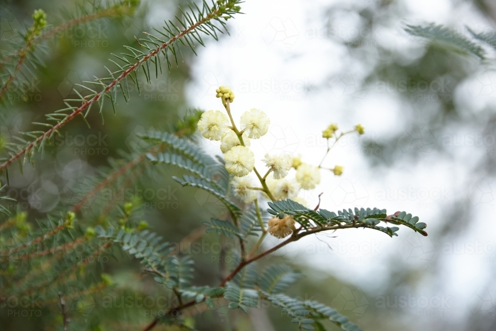 Sunshine wattle flowers on branch - Australian Stock Image