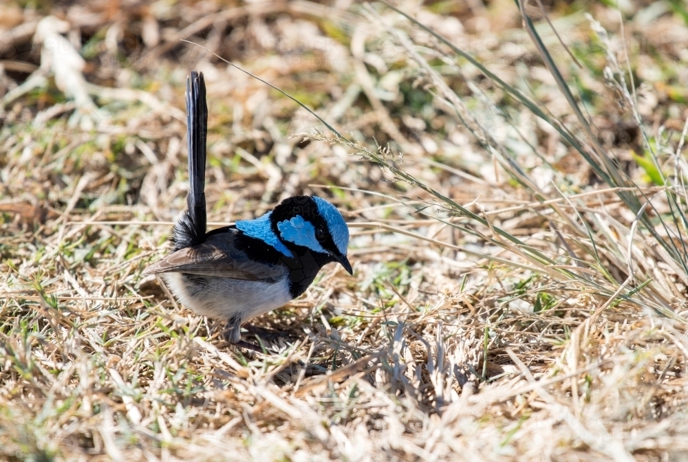 Superb blue wren looking on the ground : Austockphoto Superb blue wren looking on the ground - Australian Stock Image