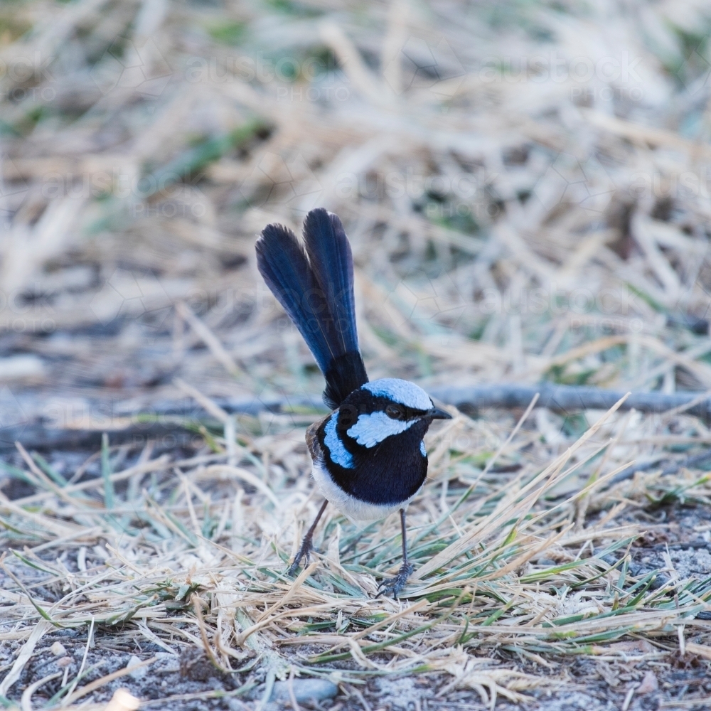 Superb blue wren resting on ground looking around. - Australian Stock Image