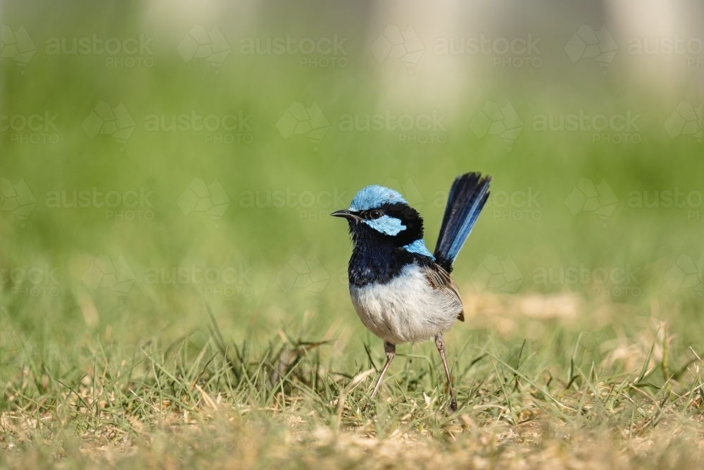 Superb fairywren on grass - Australian Stock Image