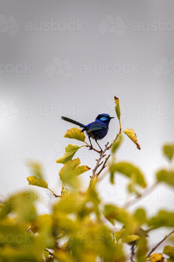 Superb fairywren perched on the top of a leafy branch - Australian Stock Image