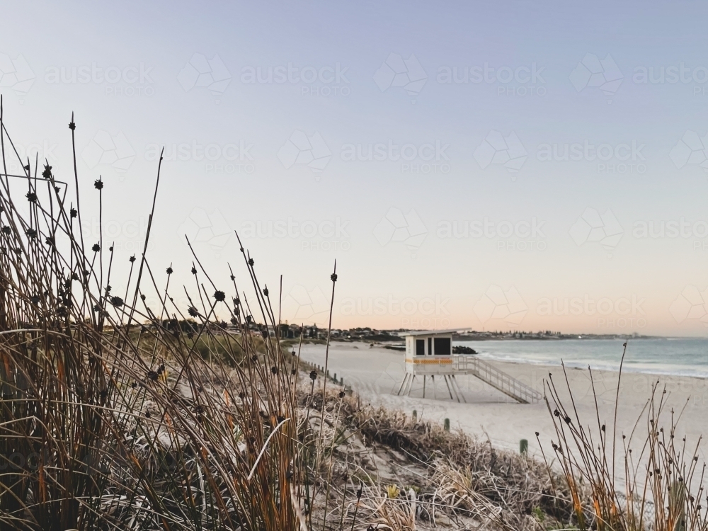 Surf life saving tower on beach with coastal flora in foreground in soft morning light - Australian Stock Image