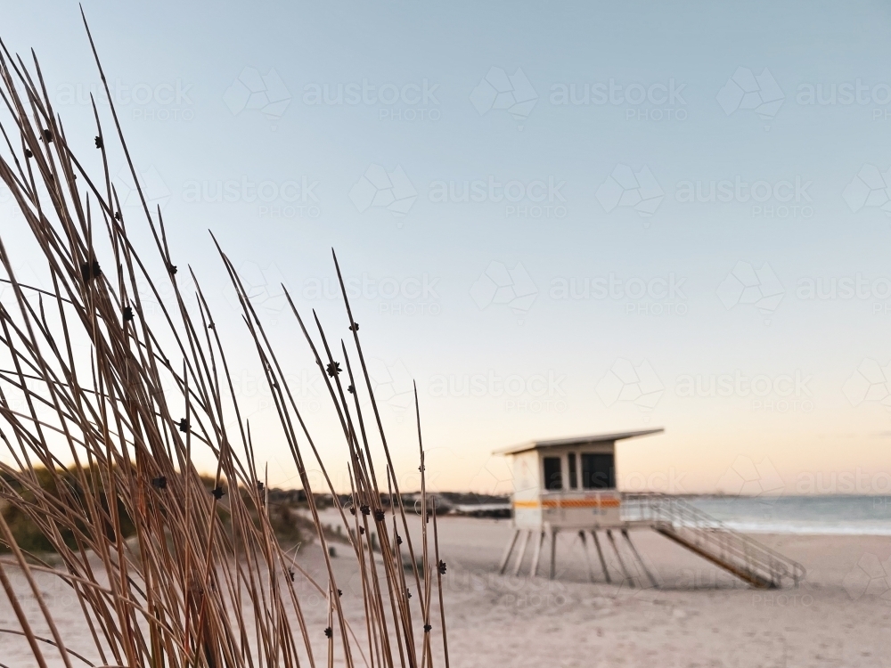 Surf life saving tower on beach with coastal flora in foreground in soft morning light - Australian Stock Image