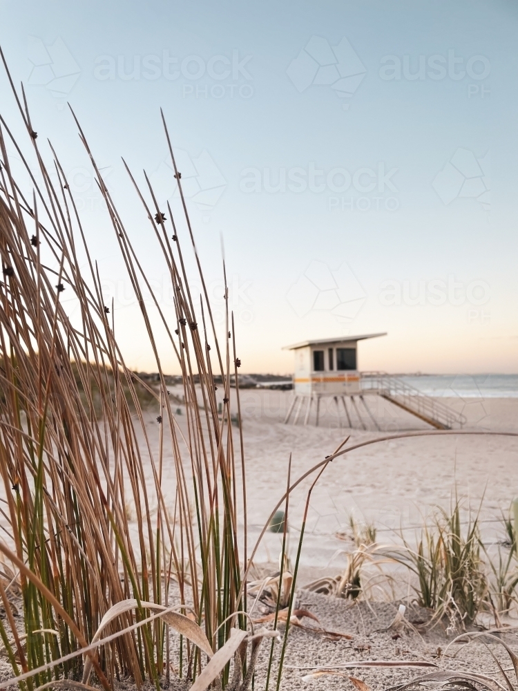 Surf life saving tower on beach with coastal flora in foreground in soft morning light - Australian Stock Image