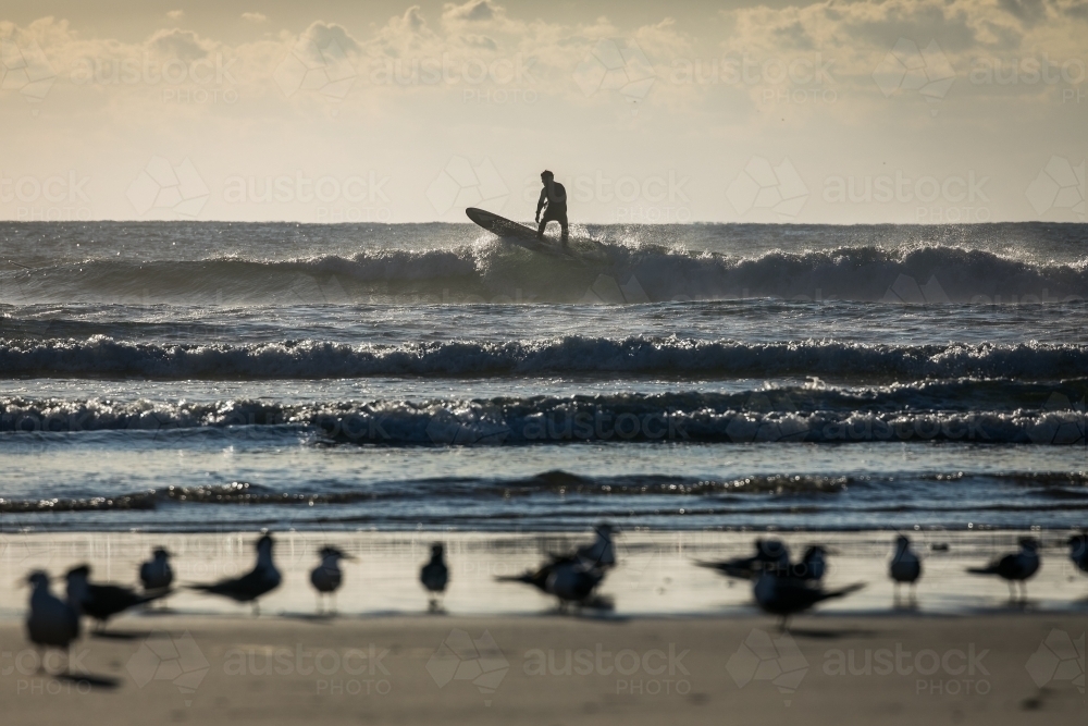 Surfer and Seagulls on the beach - Australian Stock Image