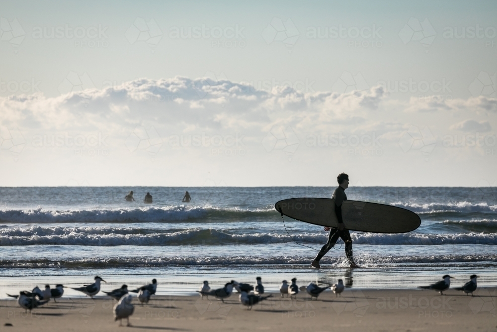 Surfer with board and Seagulls on the beach - Australian Stock Image