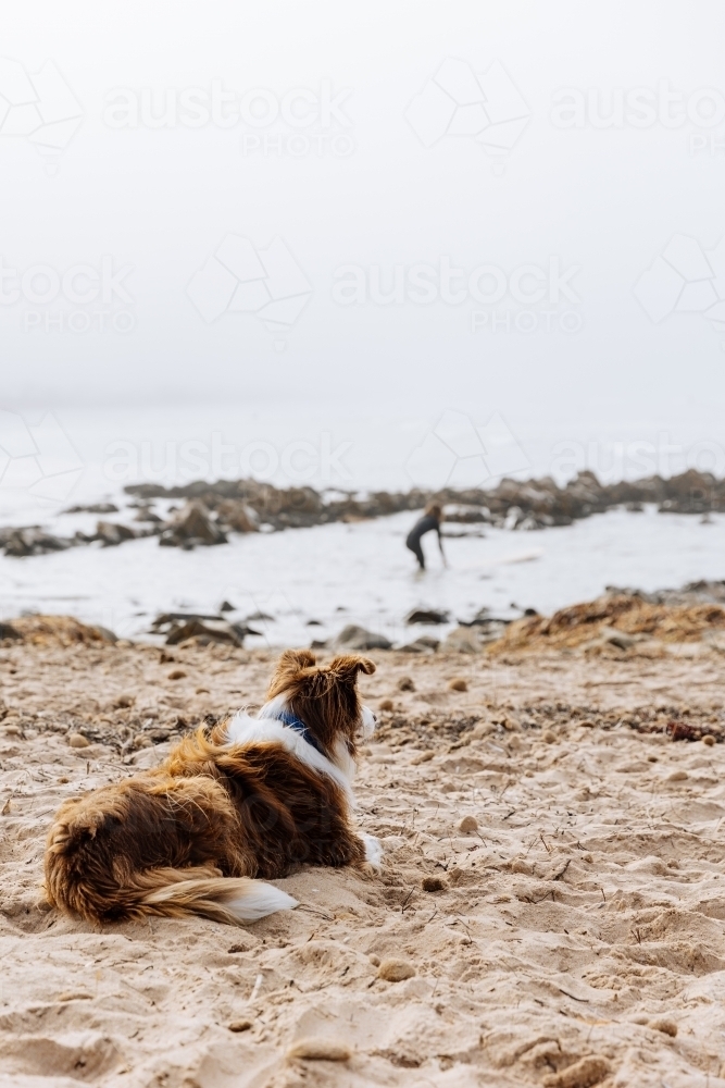 Surfers Dog Awaiting His Return - Australian Stock Image