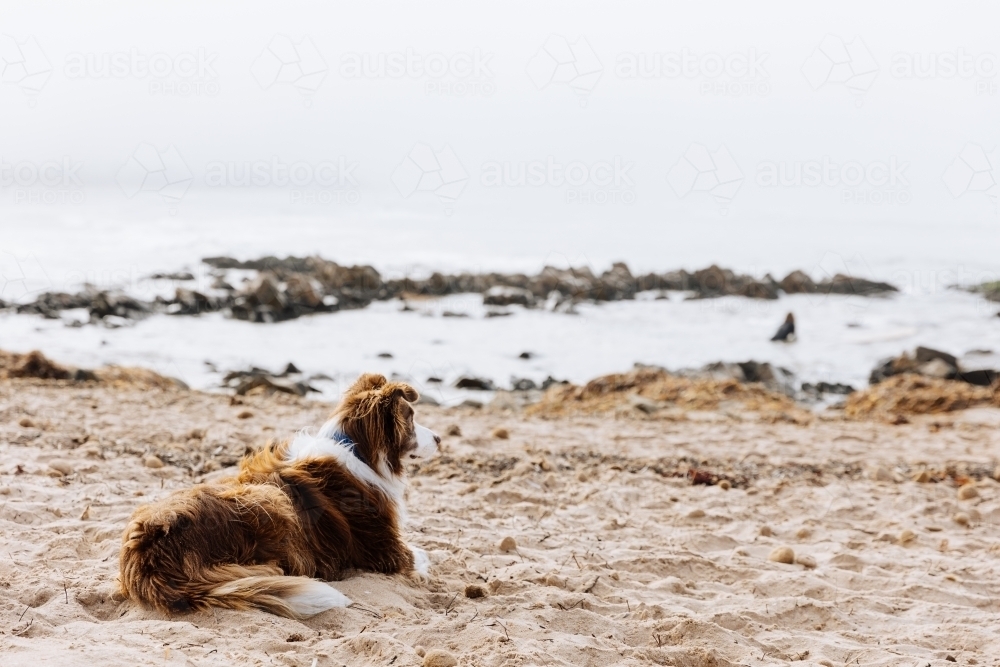 Surfers Dog awaiting his return - Australian Stock Image