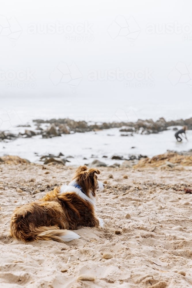 Surfers dog awaiting their return - Australian Stock Image