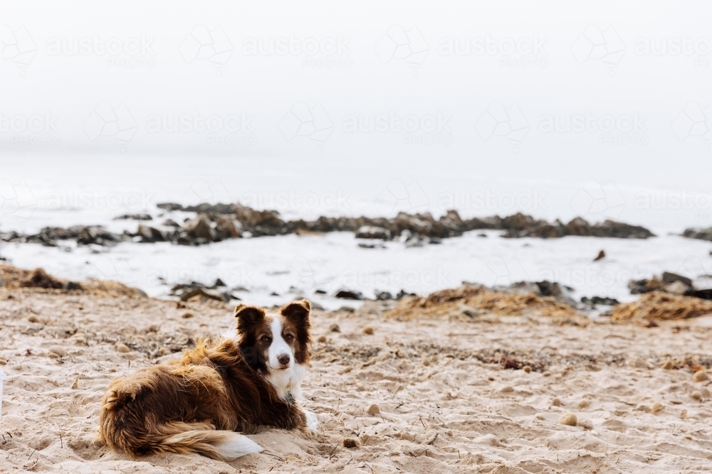 Surfers Dog On Beach Awaiting His Return - Australian Stock Image