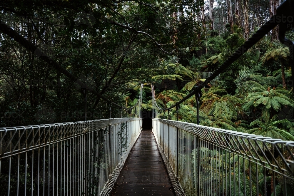 Suspension bridge in the middle of a forest with palm trees around it - Australian Stock Image