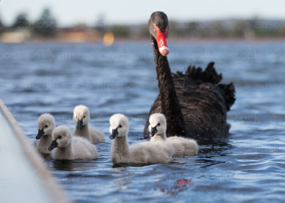 Swan and cygnets padding on a lake - Australian Stock Image