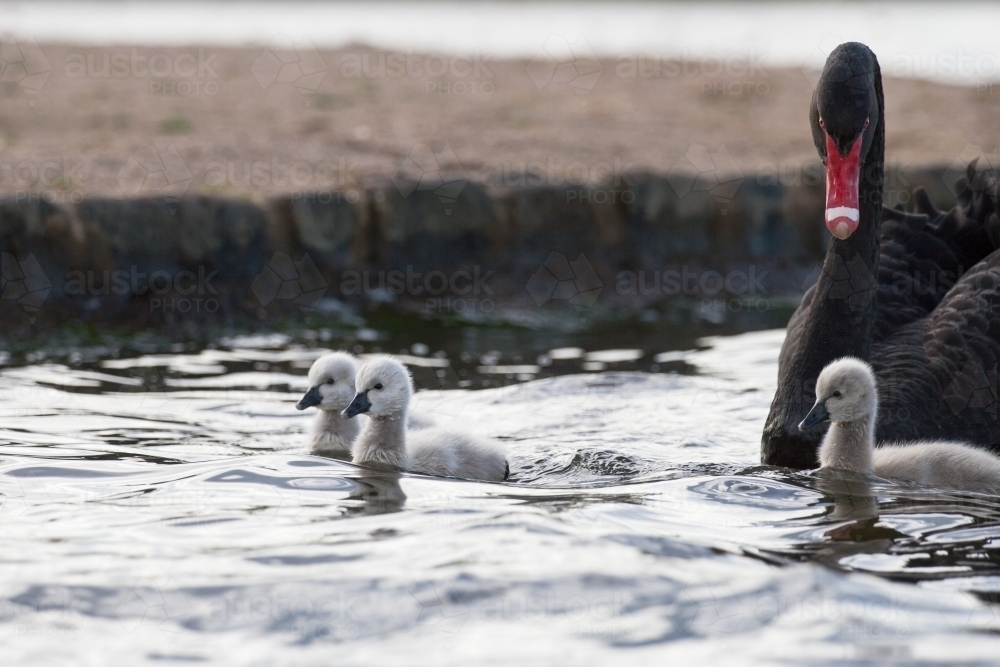 Swan and cygnets paddling on a lake - Australian Stock Image