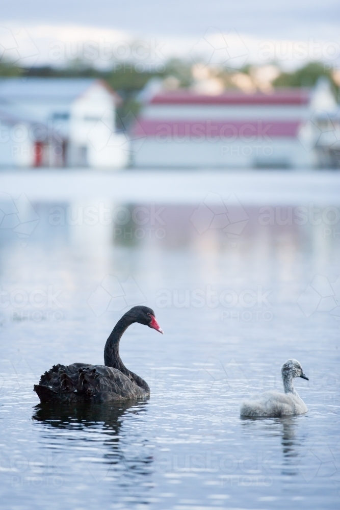 Swan and cygnet on a lake at dusk - Australian Stock Image