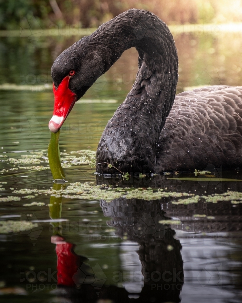 Swan in a Pond at the Royal Melbourne Botanic Gardens - Australian Stock Image