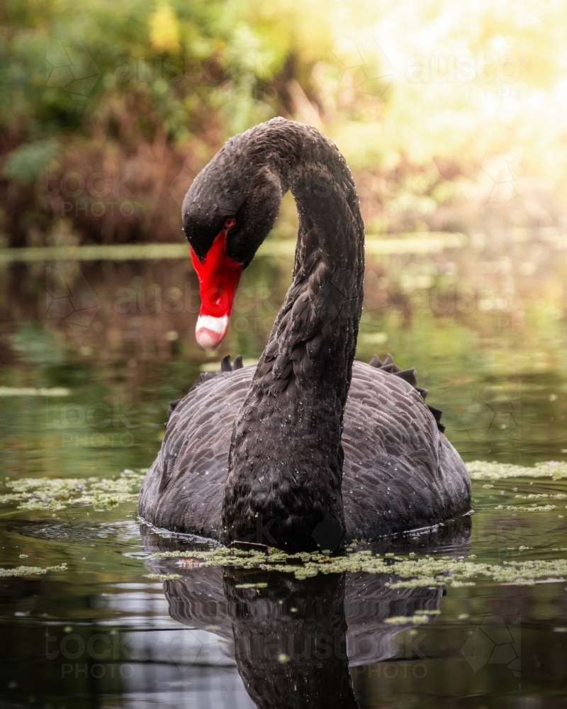 Swan in a Pond at the Royal Melbourne Botanic Gardens - Australian Stock Image