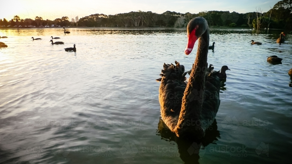 Swan on lake - Australian Stock Image