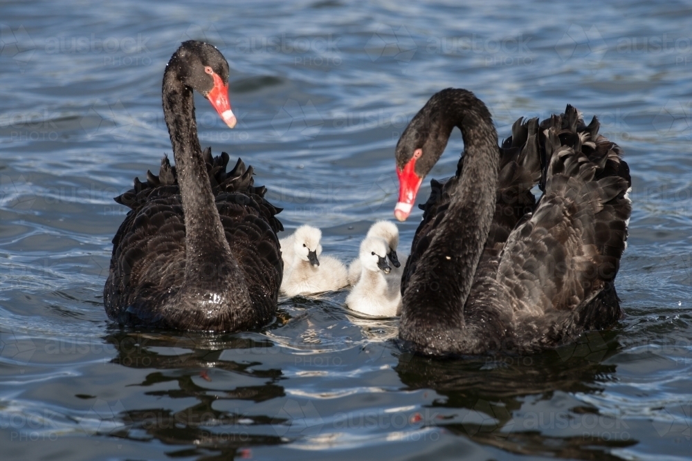 Swans and cygnets on a lake - Australian Stock Image