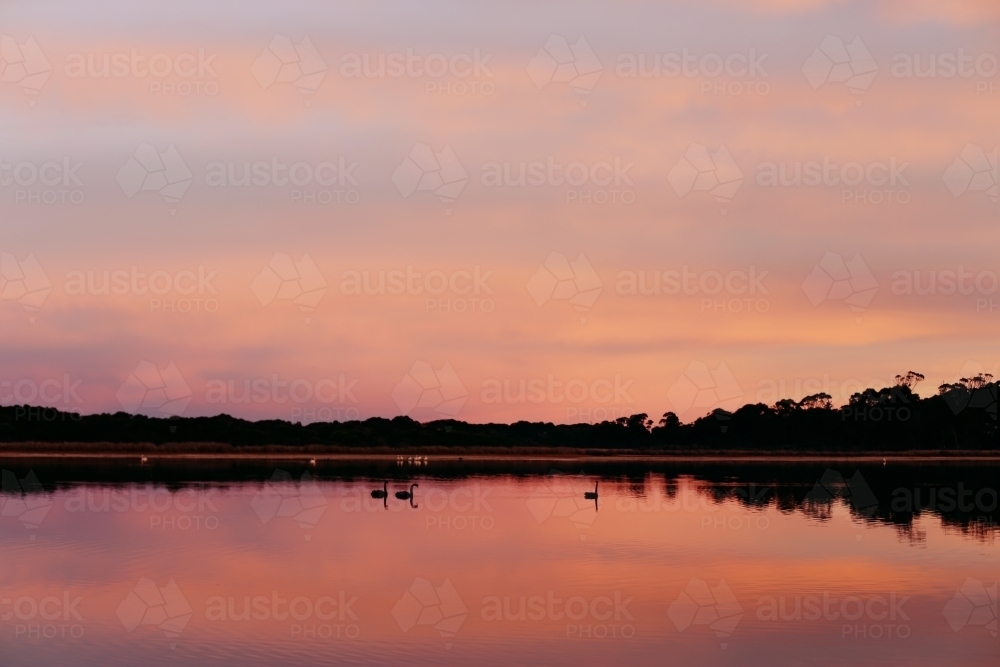 Swans floating on a lake at sunset - Australian Stock Image