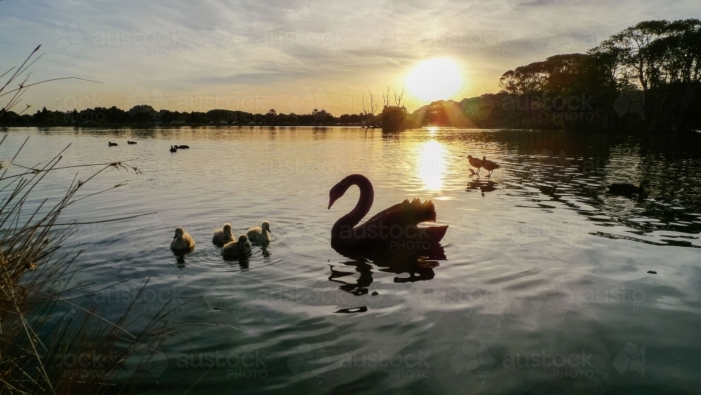 Swans on lake - Australian Stock Image