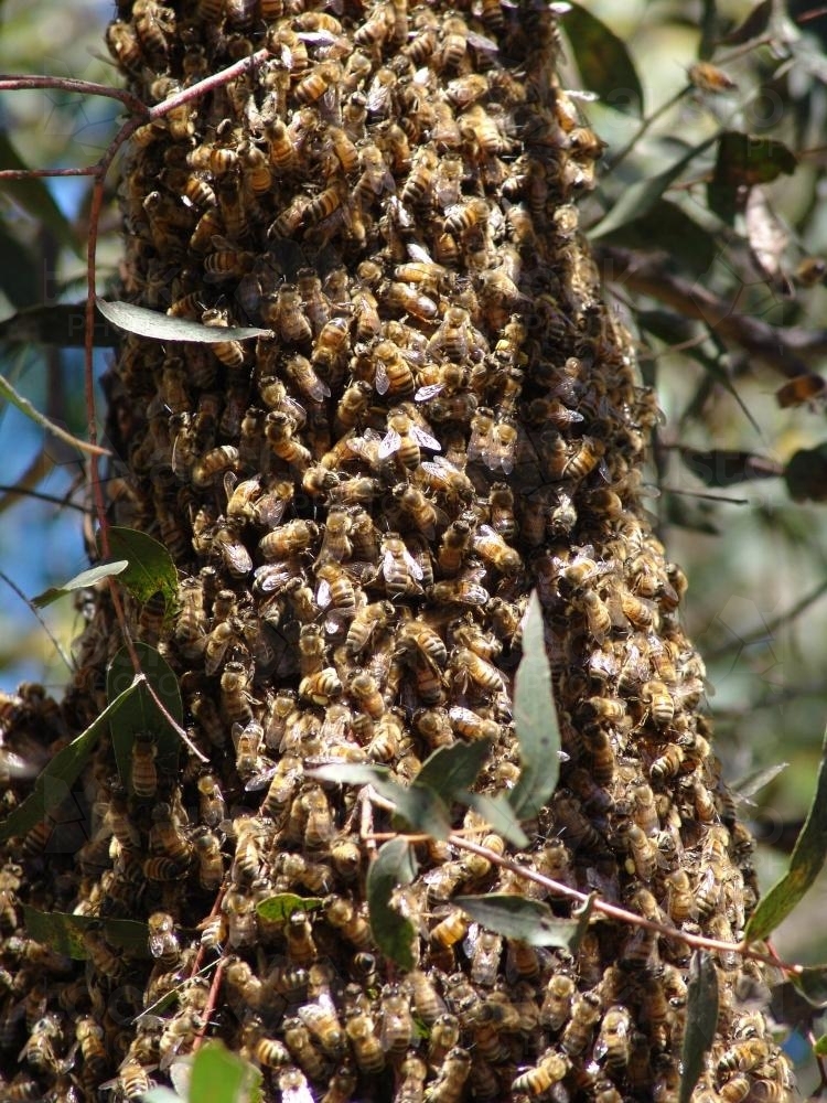 Swarm of bees on a tree branch - Australian Stock Image