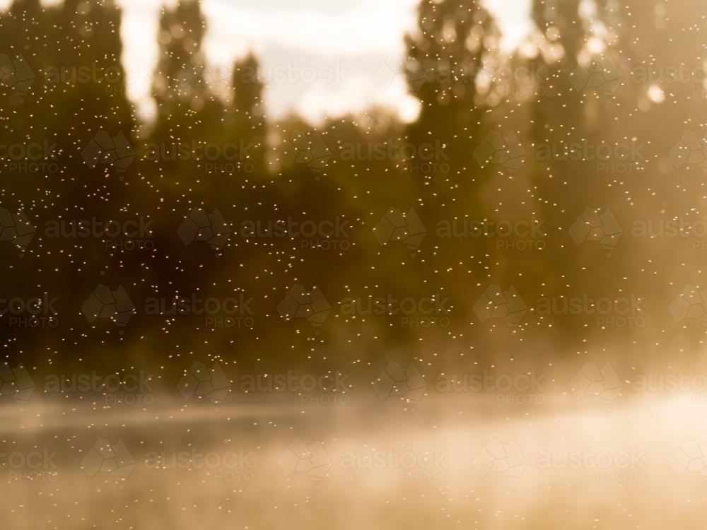Swarm of insects over a dam at sunrise - Australian Stock Image
