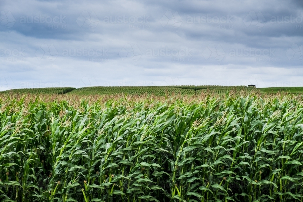 Sweet corn crop waving in the wind almost ready for harvest - Australian Stock Image