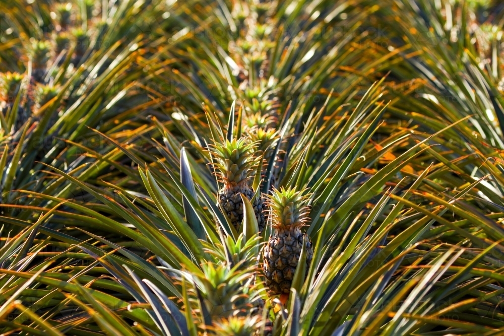 Image of Sweet, juicy pineapples growing on the Sunshine Coast, QLD. Austockphoto